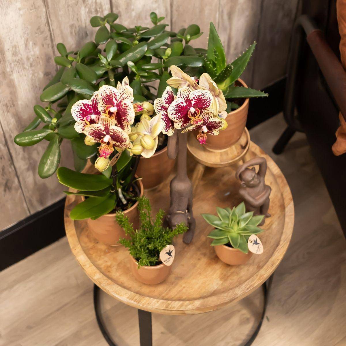 La Green Touch - Offre Combi : 2 Orchidées Phalaenopsis Rouge et Jaune - Spain 35cm - Plante d'intérieur- La Green Touch - Image 3