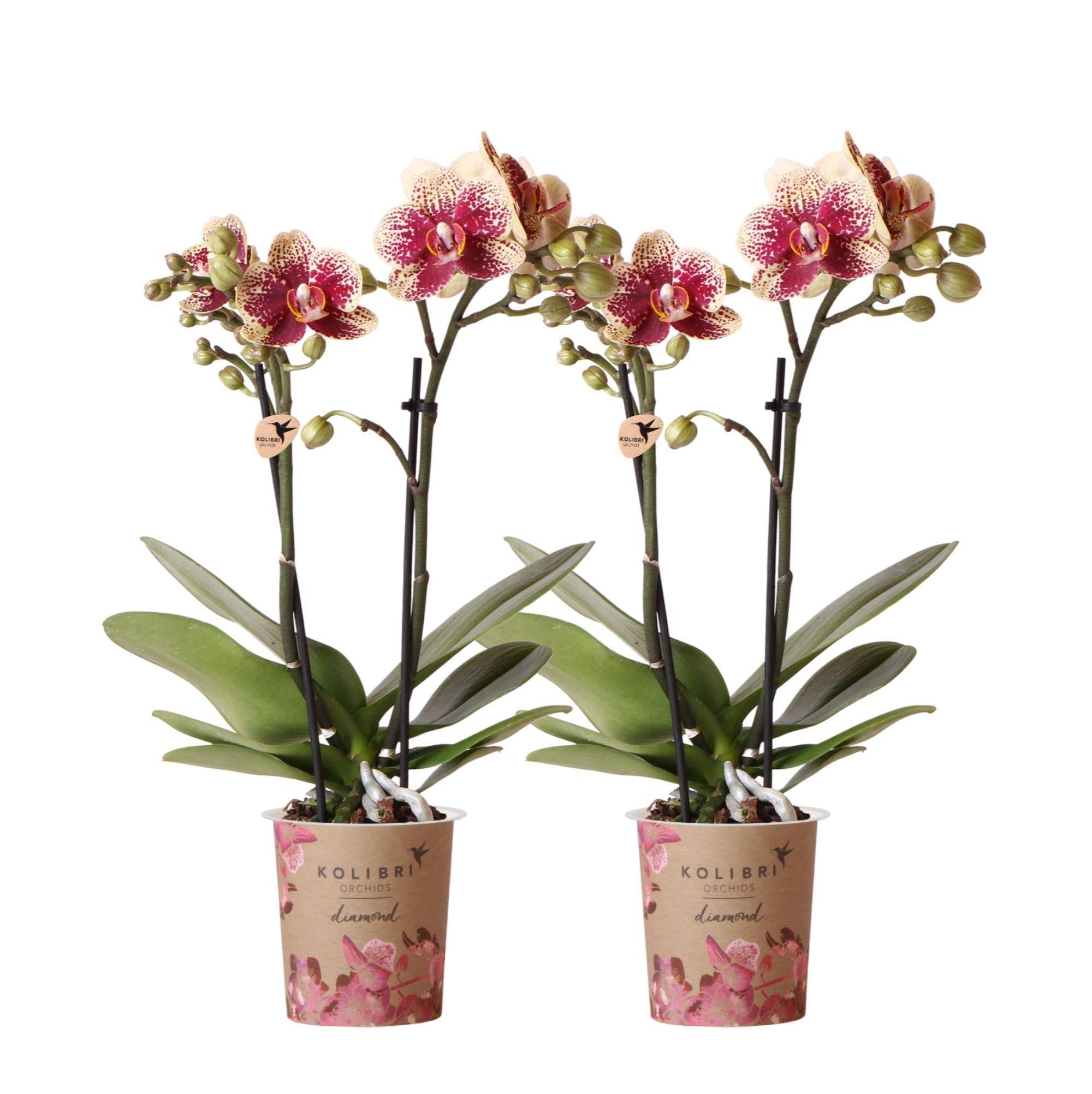 La Green Touch - Offre Combi : 2 Orchidées Phalaenopsis Rouge et Jaune - Spain 35cm - Plante d'intérieur- La Green Touch - Image 1