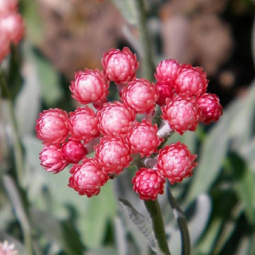 Promesse de Fleurs - Helichrysum amorginum Ruby Cluster  Godet de 8/9 cm