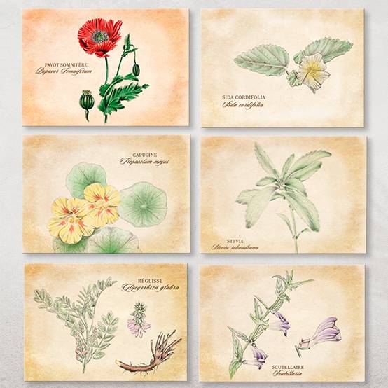 14 cartes postales Plantes médicinales- Association Kokopelli - Image 2