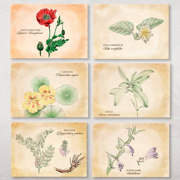 14 cartes postales Plantes médicinales- Association Kokopelli - Image 2