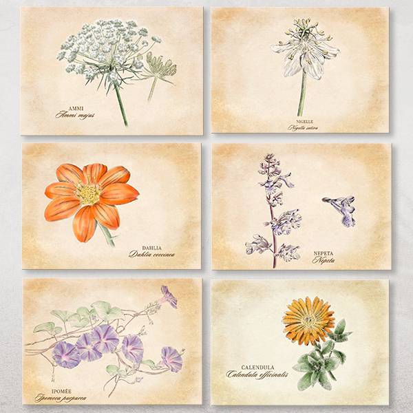 14 cartes postales Plantes médicinales- Association Kokopelli