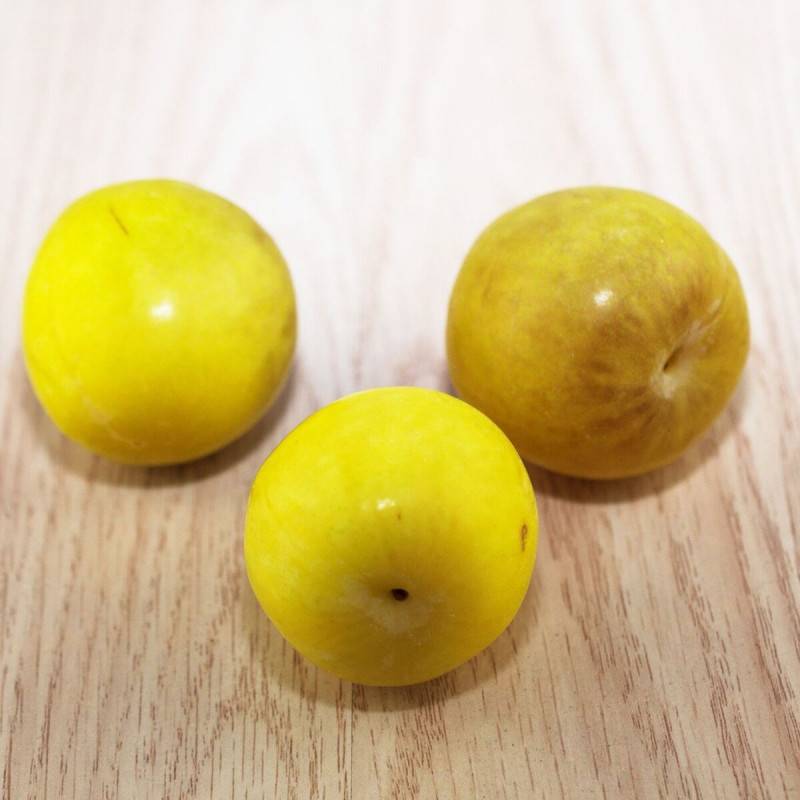 Prunier Mirabelle de Metz - Bon rendement - Pot de 15L - 1/2 tige - 150/175 cm - De 3,00 m à 5,00 m - Image 5