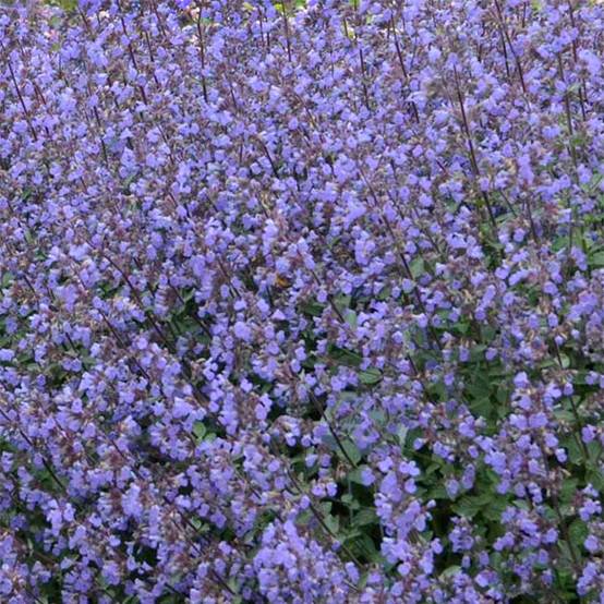 Promesse de Fleurs - Nepeta Purrsian Blue - Chataire Godet de 8/9 cm