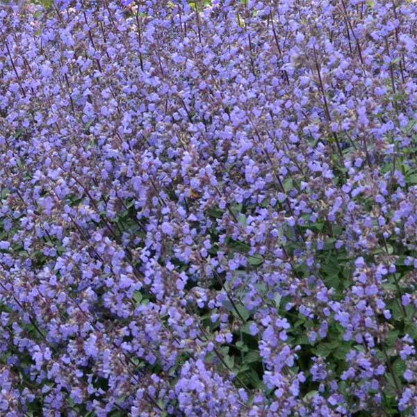Promesse de Fleurs - Nepeta Purrsian Blue - Chataire Godet de 8/9 cm