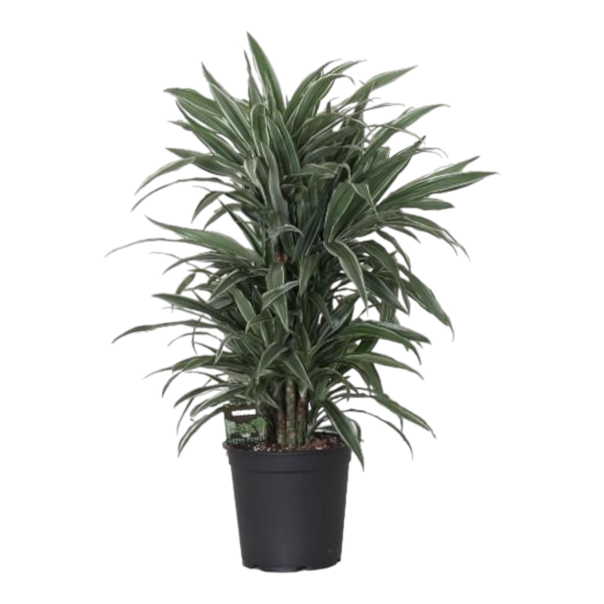 La Green Touch - Dracaena 'Warneckei' 100cm - Plante d'intérieur- La Green Touch - Image 1