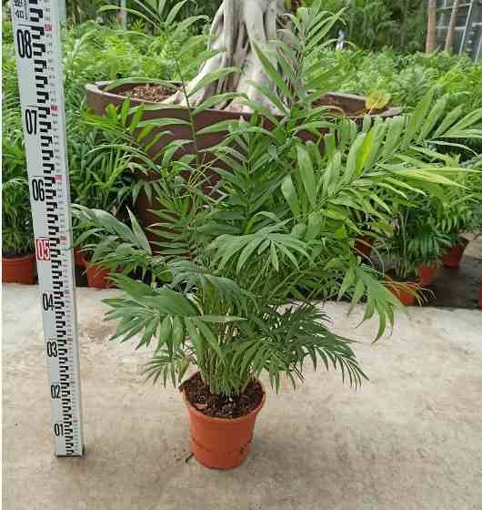 Sans Marque - Chamaedorea elegans (Chamédorée - Palmier de Montagne) Taille:Pot de 4 litres - 80/100 cm - Image 1