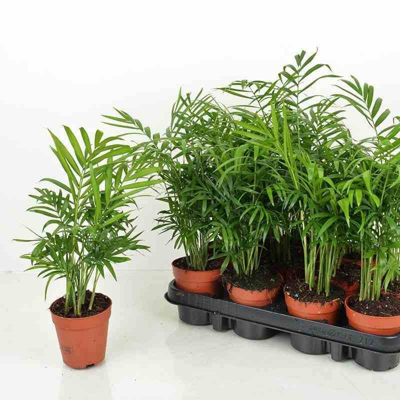 Sans Marque - Chamaedorea elegans (Chamédorée - Palmier de Montagne) Taille:Pot de 4 litres - 80/100 cm - Image 3