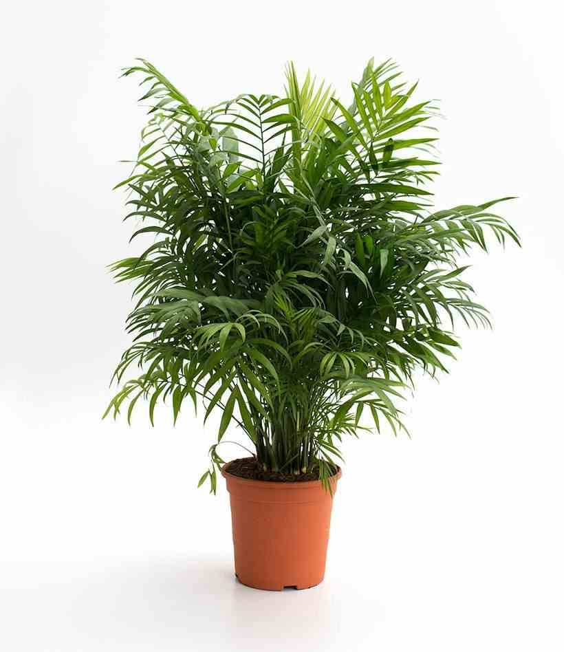 Sans Marque - Chamaedorea elegans (Chamédorée - Palmier de Montagne) Taille:Pot de 4 litres - 80/100 cm - Image 2