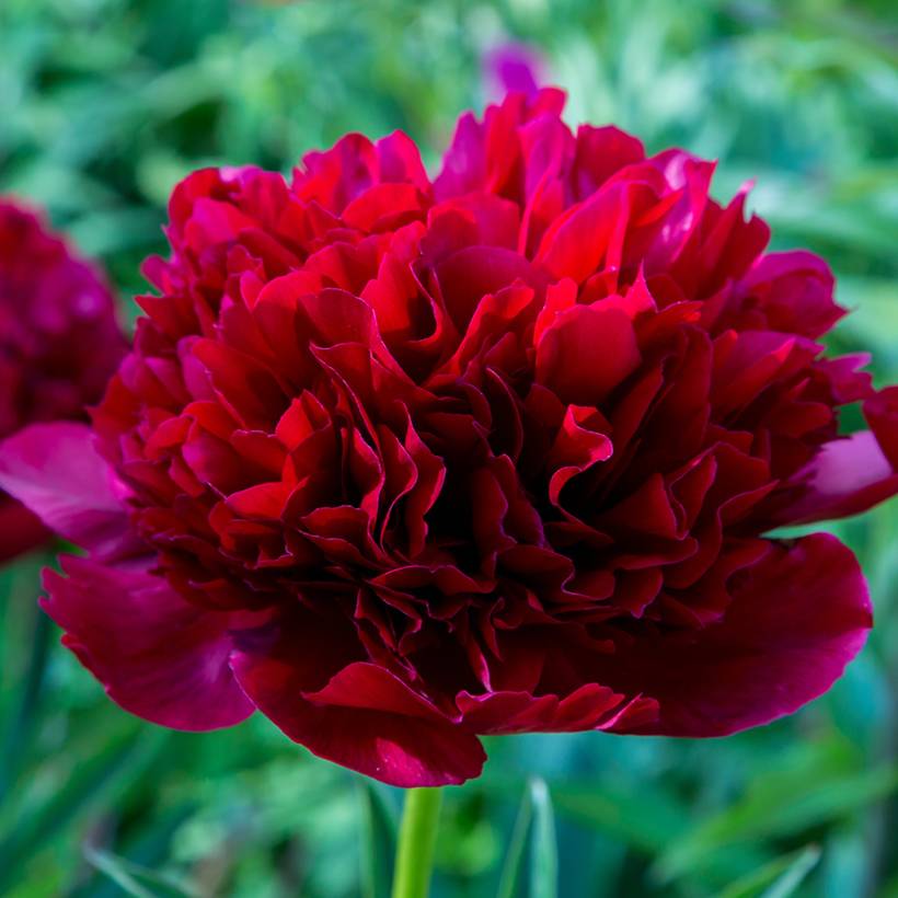 Promesse de Fleurs - Pivoine lactiflora Command Performance  Souche 3/5 yeux