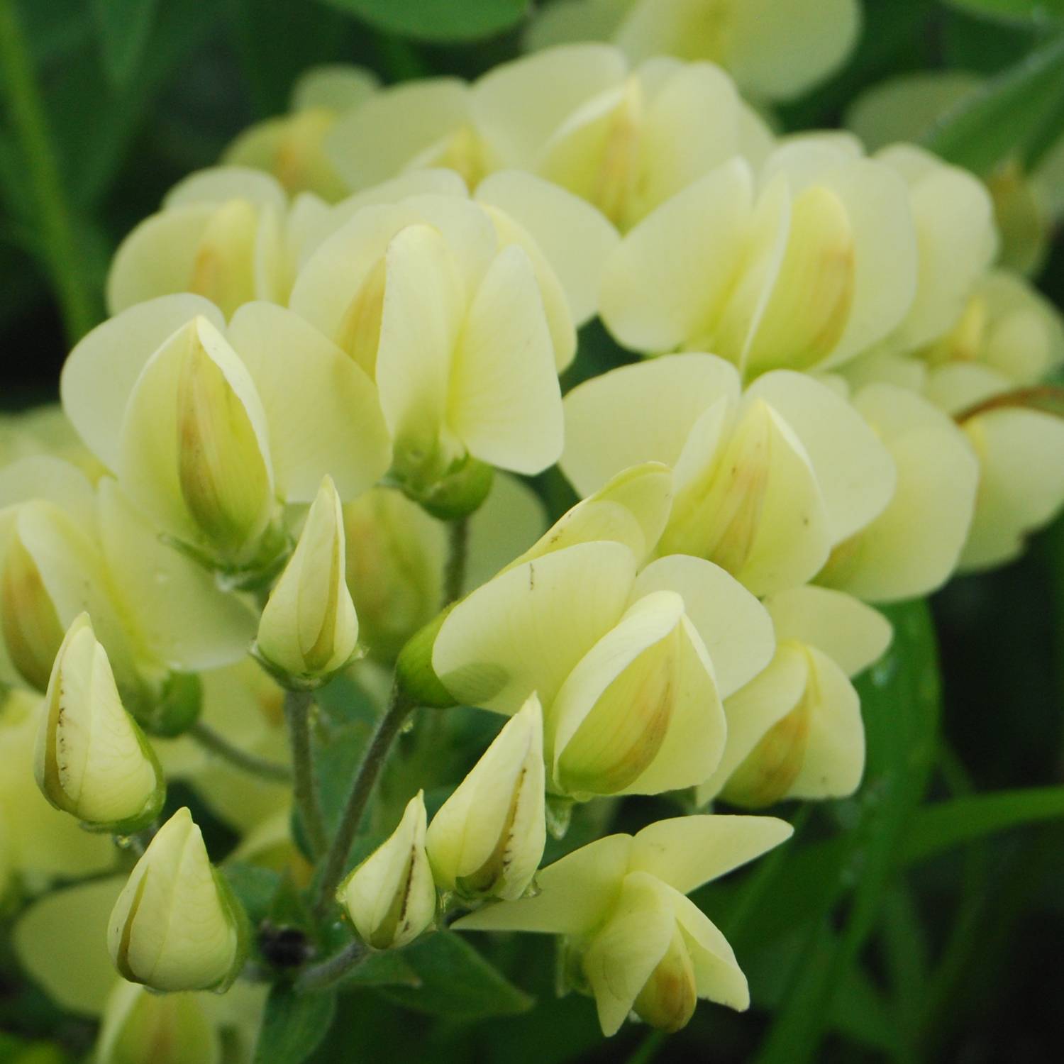 Promesse de Fleurs - Baptisia bracteata - Faux Lupin Godet de 8/9 cm