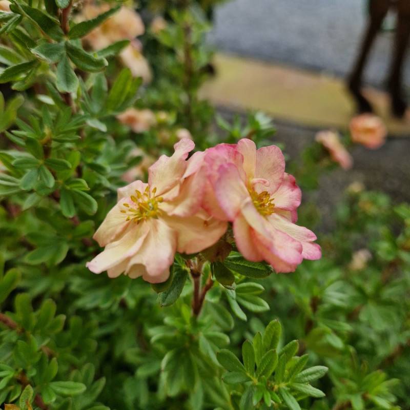 Potentille arbustive Double Punch® Pastel 'MINCRERO04', Potentilla à fleurs Rose/Blanche - feuillage Caduc - Pot de 1,5L - 20/40 cm - Image 3