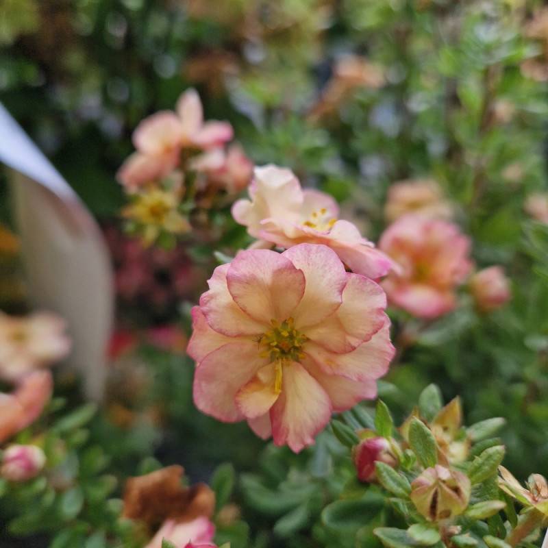 Potentille arbustive Double Punch® Pastel 'MINCRERO04', Potentilla à fleurs Rose/Blanche - feuillage Caduc - Pot de 1,5L - 20/40 cm - Image 7