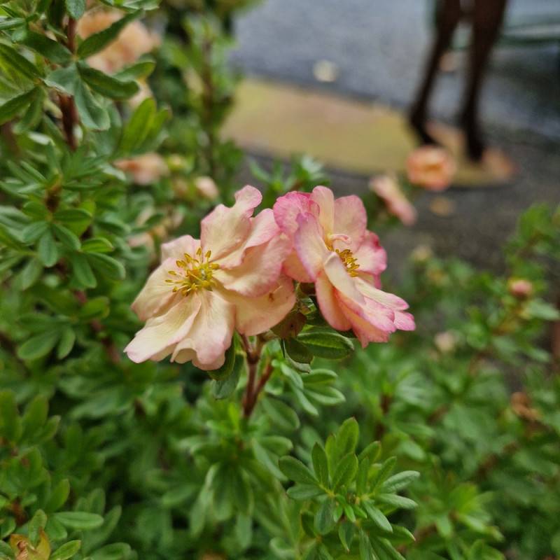 Potentille arbustive Double Punch® Pastel 'MINCRERO04', Potentilla à fleurs Rose/Blanche - feuillage Caduc - Pot de 1,5L - 20/40 cm - Image 6