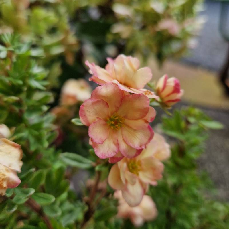 Potentille arbustive Double Punch® Pastel 'MINCRERO04', Potentilla à fleurs Rose/Blanche - feuillage Caduc - Pot de 1,5L - 20/40 cm - Image 5