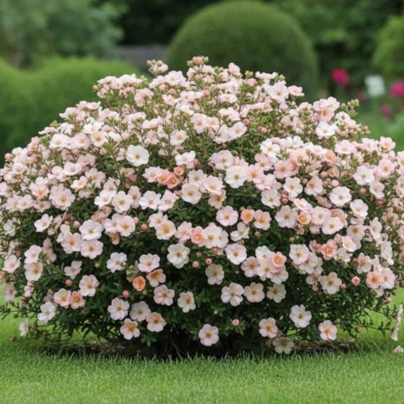 Potentille arbustive Double Punch® Pastel 'MINCRERO04', Potentilla à fleurs Rose/Blanche - feuillage Caduc - Pot de 1,5L - 20/40 cm - Image 2
