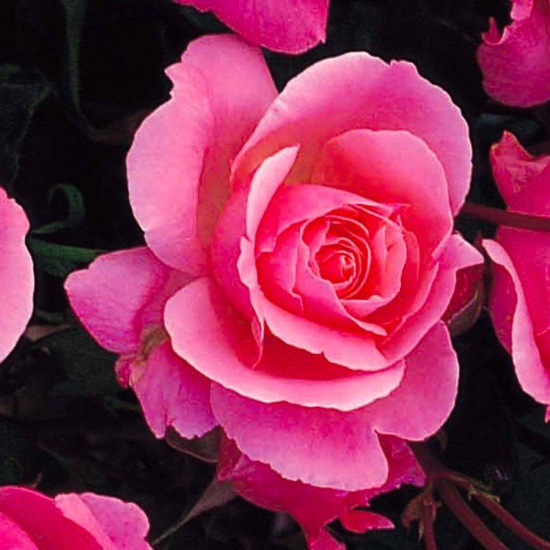 Haie de 5 Rosiers 'Queen Elizabeth' -  - Pépinières Naudet - Image 2