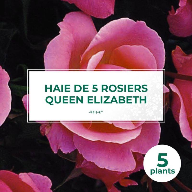 Haie de 5 Rosiers 'Queen Elizabeth' -  - Pépinières Naudet - Image 1