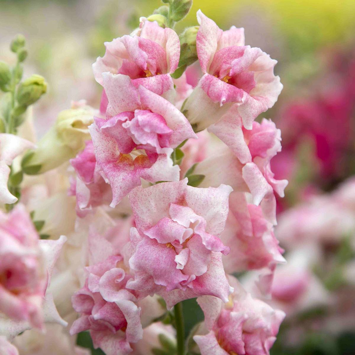 Graines de Muflier Sweet Duet Appleblossom - Antirrhinum majus le sachet de 30 graines environ