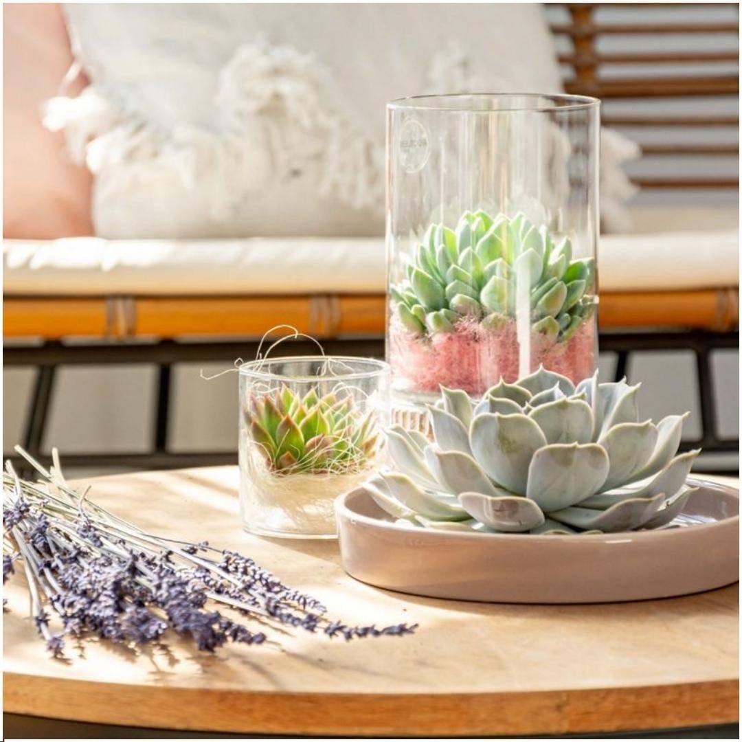 Echeveria Lilacina Sans Racines - Coupe Taupe- La Green Touch - Image 2