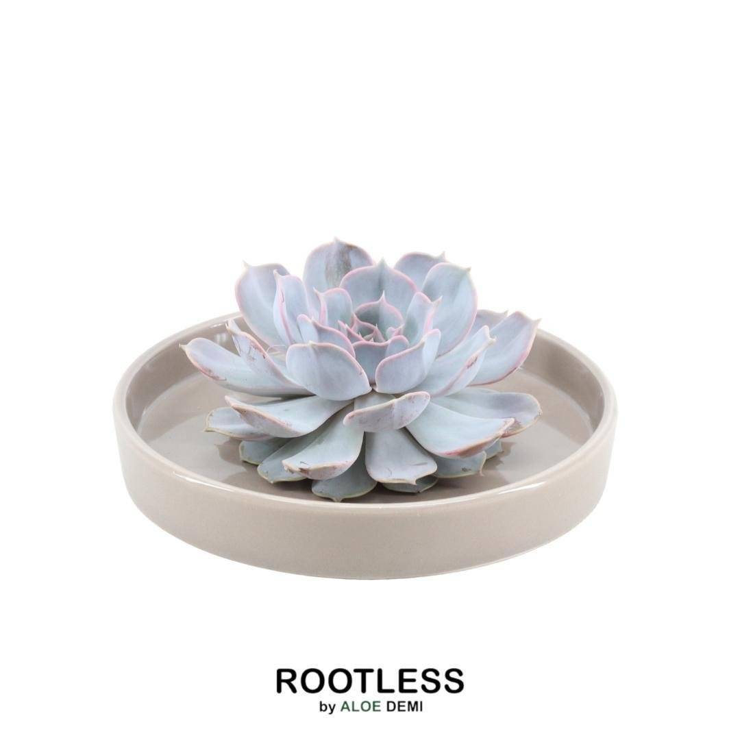 Echeveria Lilacina Sans Racines - Coupe Taupe- La Green Touch - Image 1