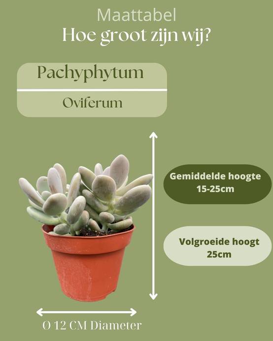 Pachyphytum Oviferum - Lot de 3 Succulentes- La Green Touch - Image 4
