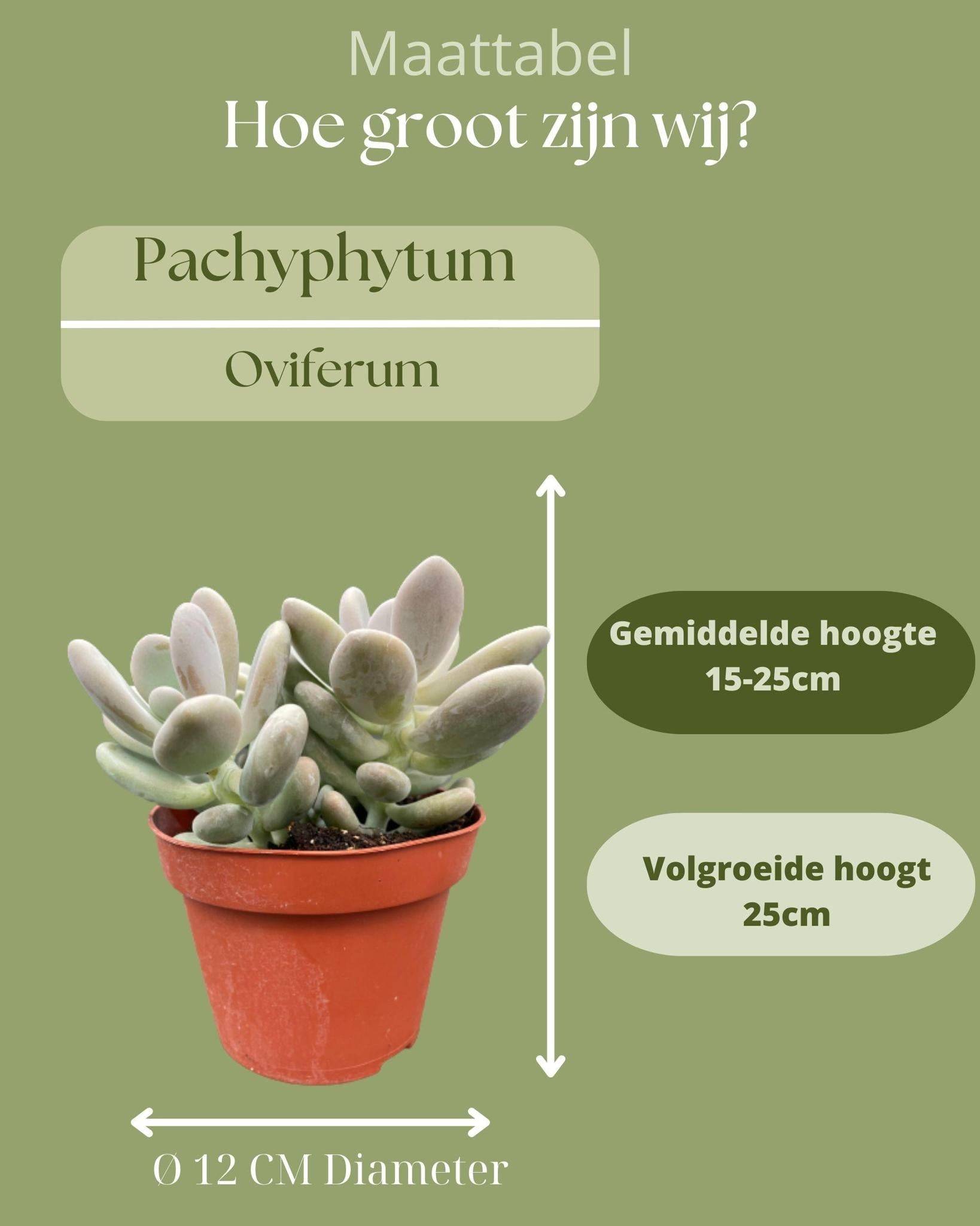 Pachyphytum Oviferum - Lot de 3 Succulentes- La Green Touch - Image 4