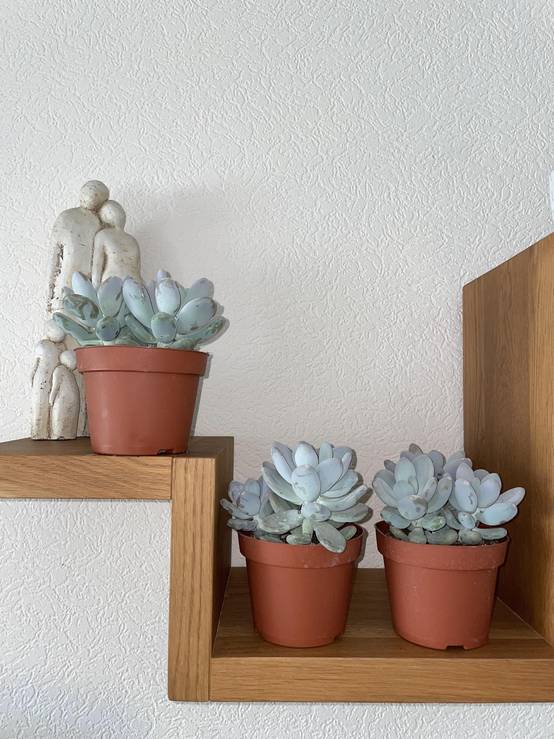 Pachyphytum Oviferum - Lot de 3 Succulentes- La Green Touch - Image 3