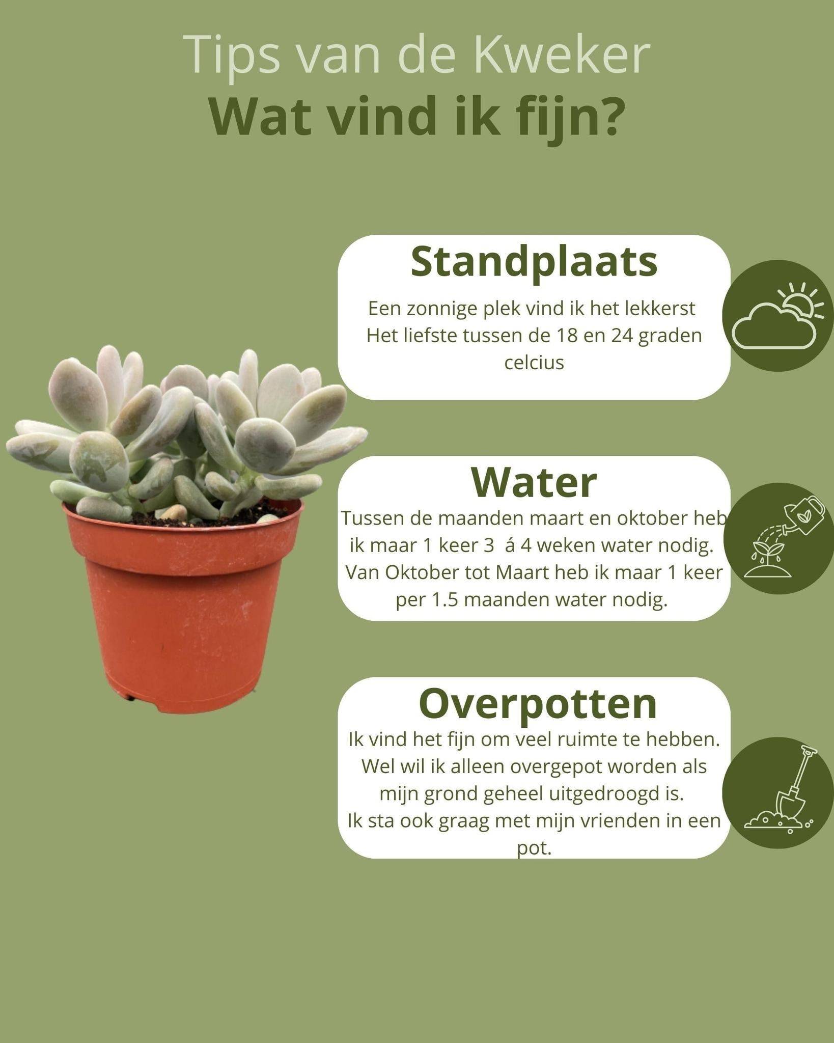 Pachyphytum Oviferum - Lot de 3 Succulentes- La Green Touch - Image 5