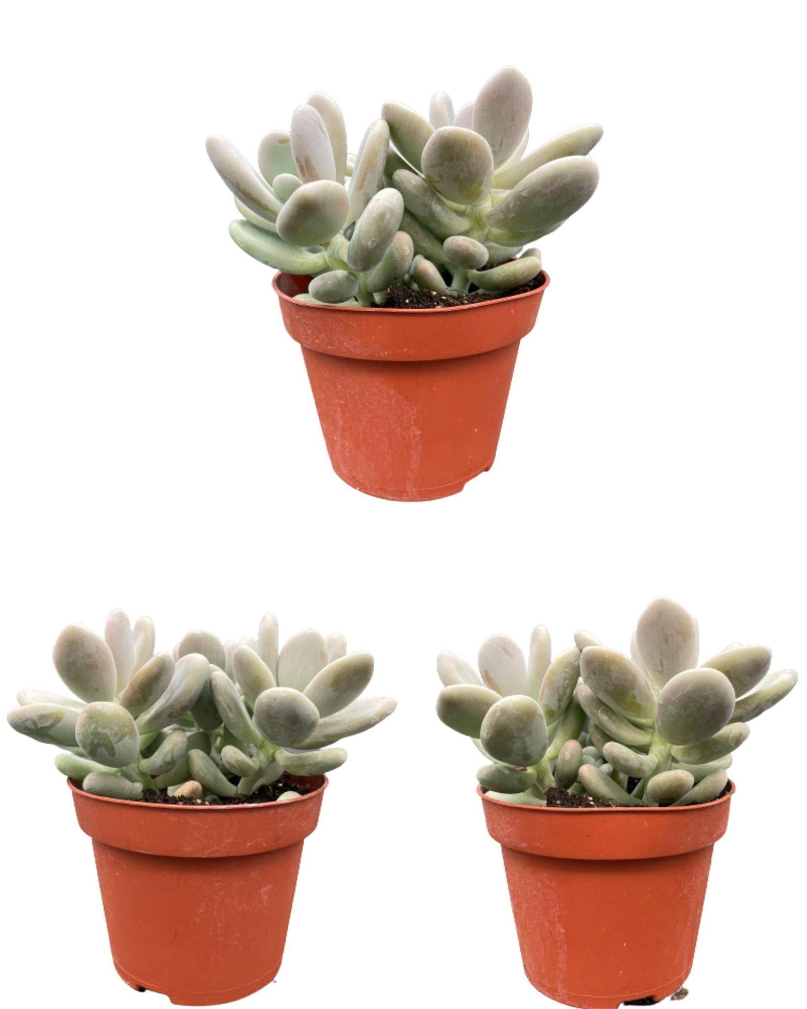 Pachyphytum Oviferum - Lot de 3 Succulentes- La Green Touch - Image 1