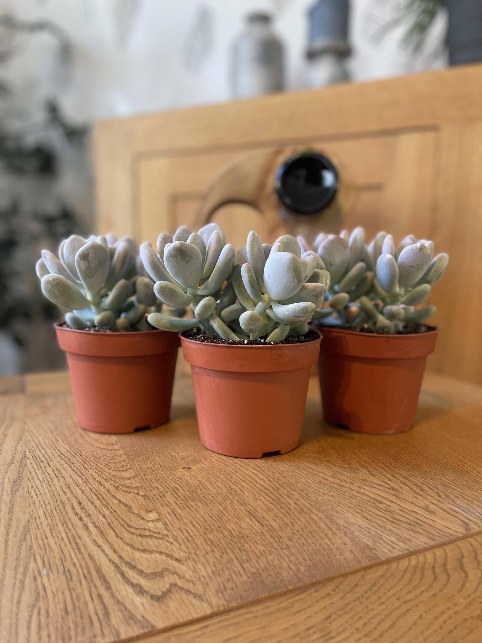 Pachyphytum Oviferum - Lot de 3 Succulentes- La Green Touch - Image 2