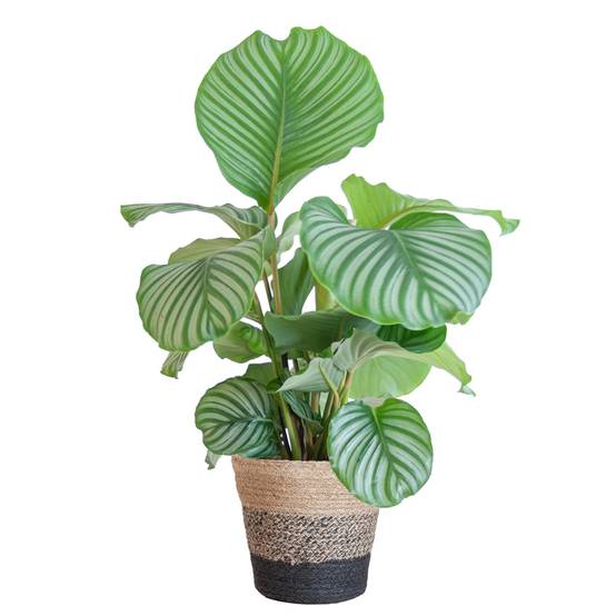 Calathea Orbifolia et son pot- La Green Touch Panier Multicolor - Hauteur 65cm