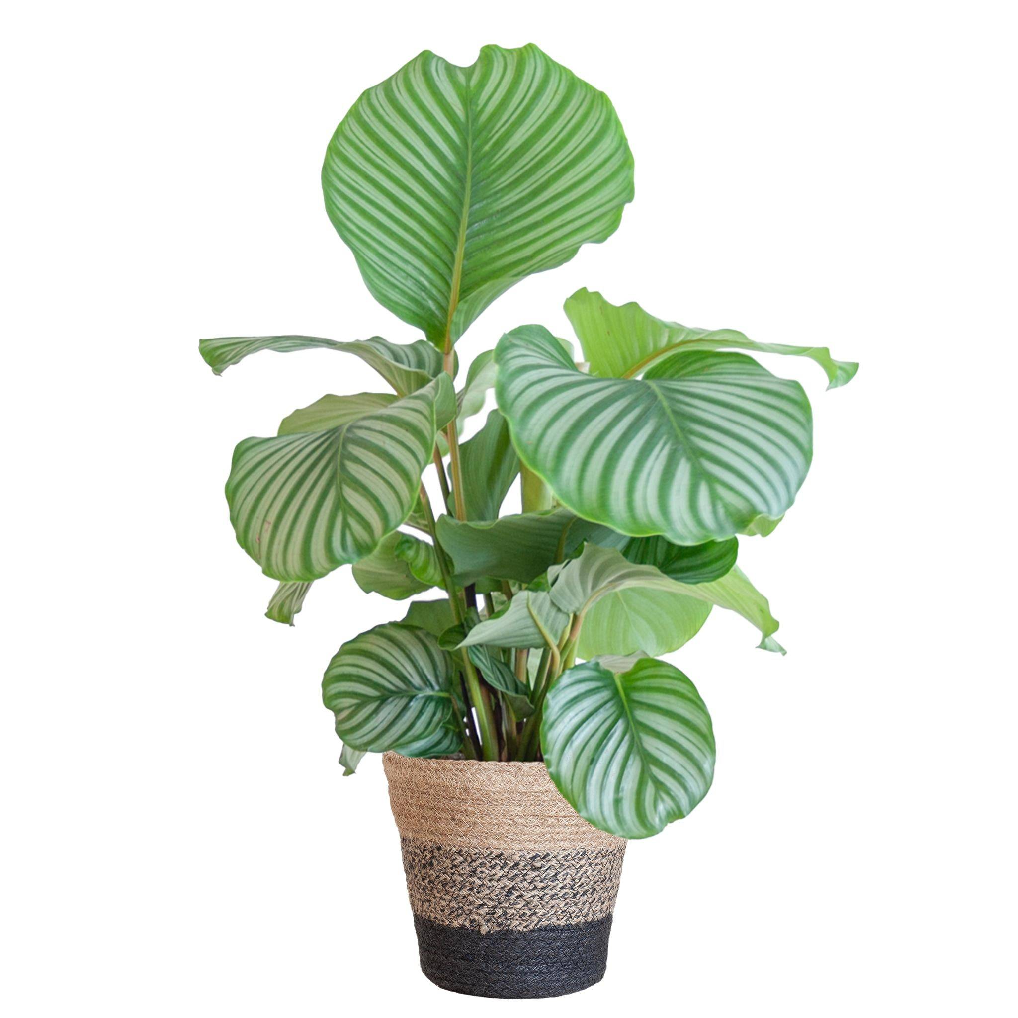 Calathea Orbifolia et son pot- La Green Touch Panier Multicolor - Hauteur 65cm