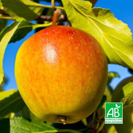 Pommier 'Cox Orange Pippin' BIO (Malus domestica 'Cox Orange Pippin') - Scion de 100cm - Pépinières Naudet - Image 1