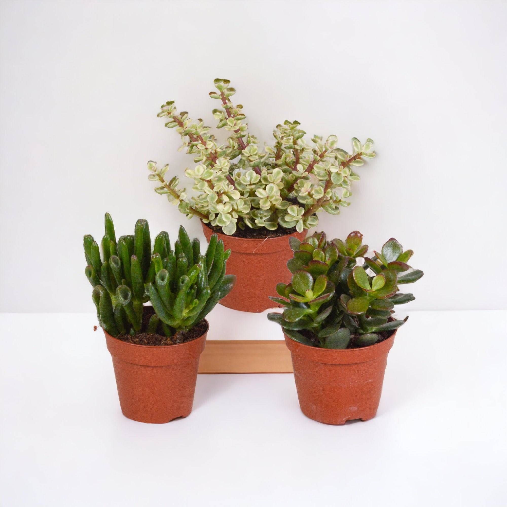 Coffret crassula - Lot de 3 plantes, h18cm - box cadeau mini succulente- La Green Touch - Image 1