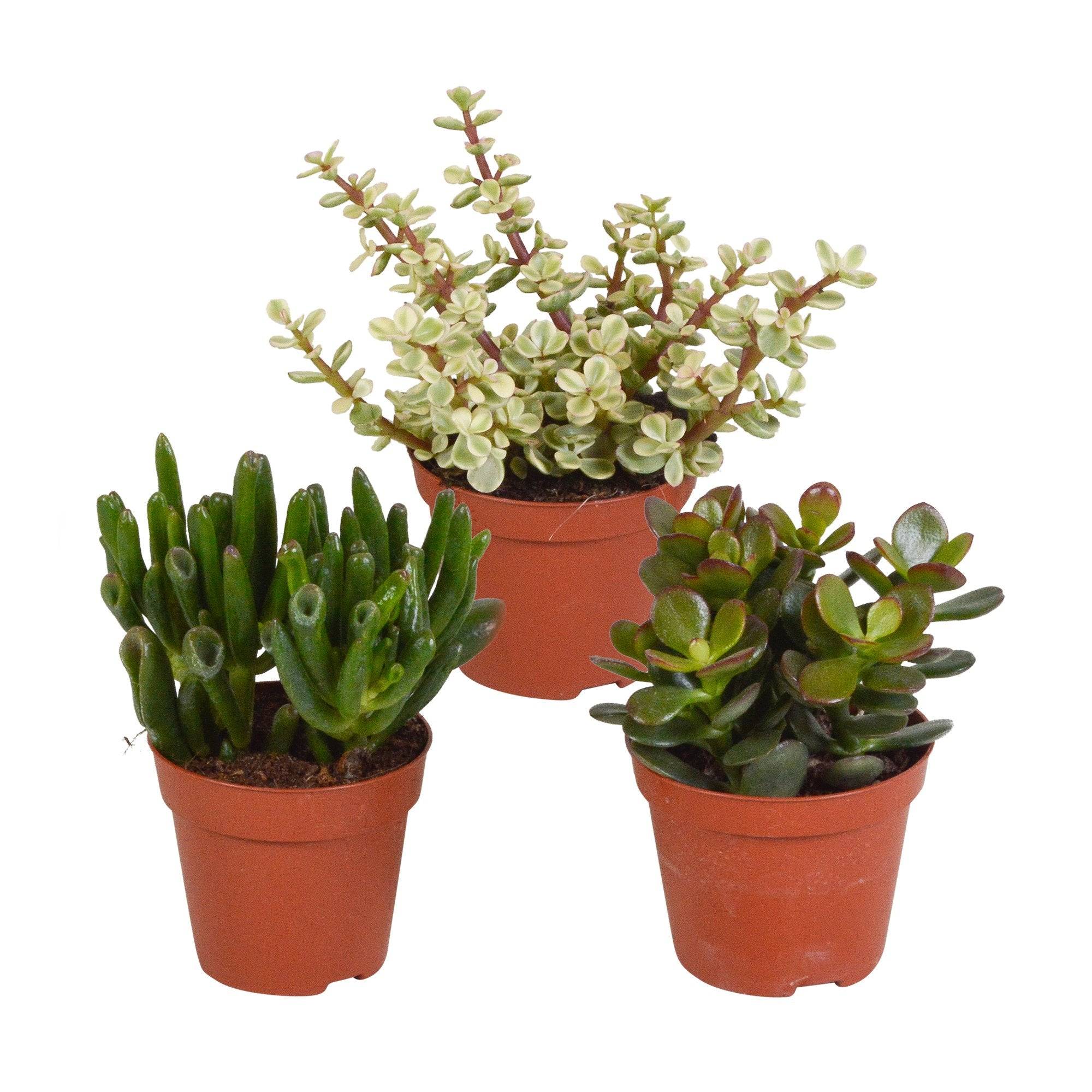 Coffret crassula - Lot de 3 plantes, h18cm - box cadeau mini succulente- La Green Touch - Image 2