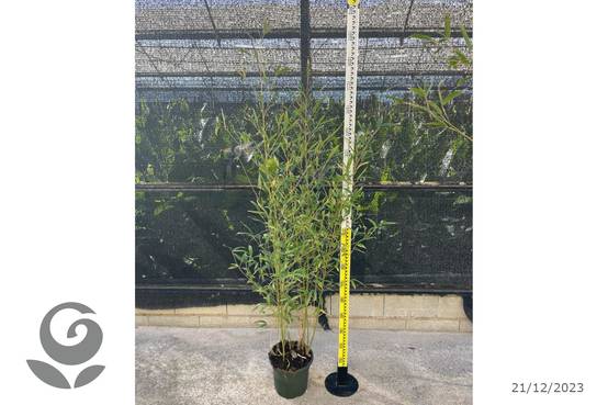 0 - Phyllostachys aurea (bambou doré) Pot de 10 litres - 120/140 cm - Image 2