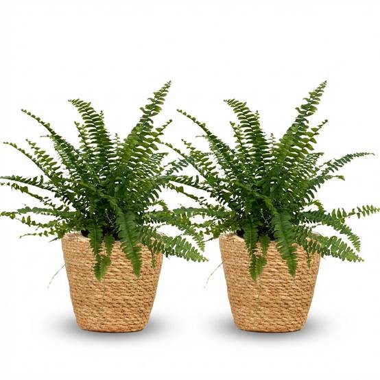 Nephrolepsis Exaltata Vert Lady - H30cm - Image 4