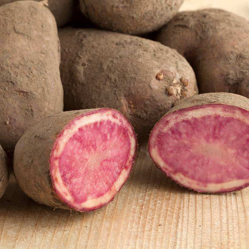 Pommes de terre Rouge des Flandres - Solanum tuberosum Sac de 25 plants