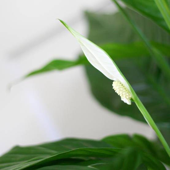 Spathiphyllum et Son Pot - H80cm - Image 4