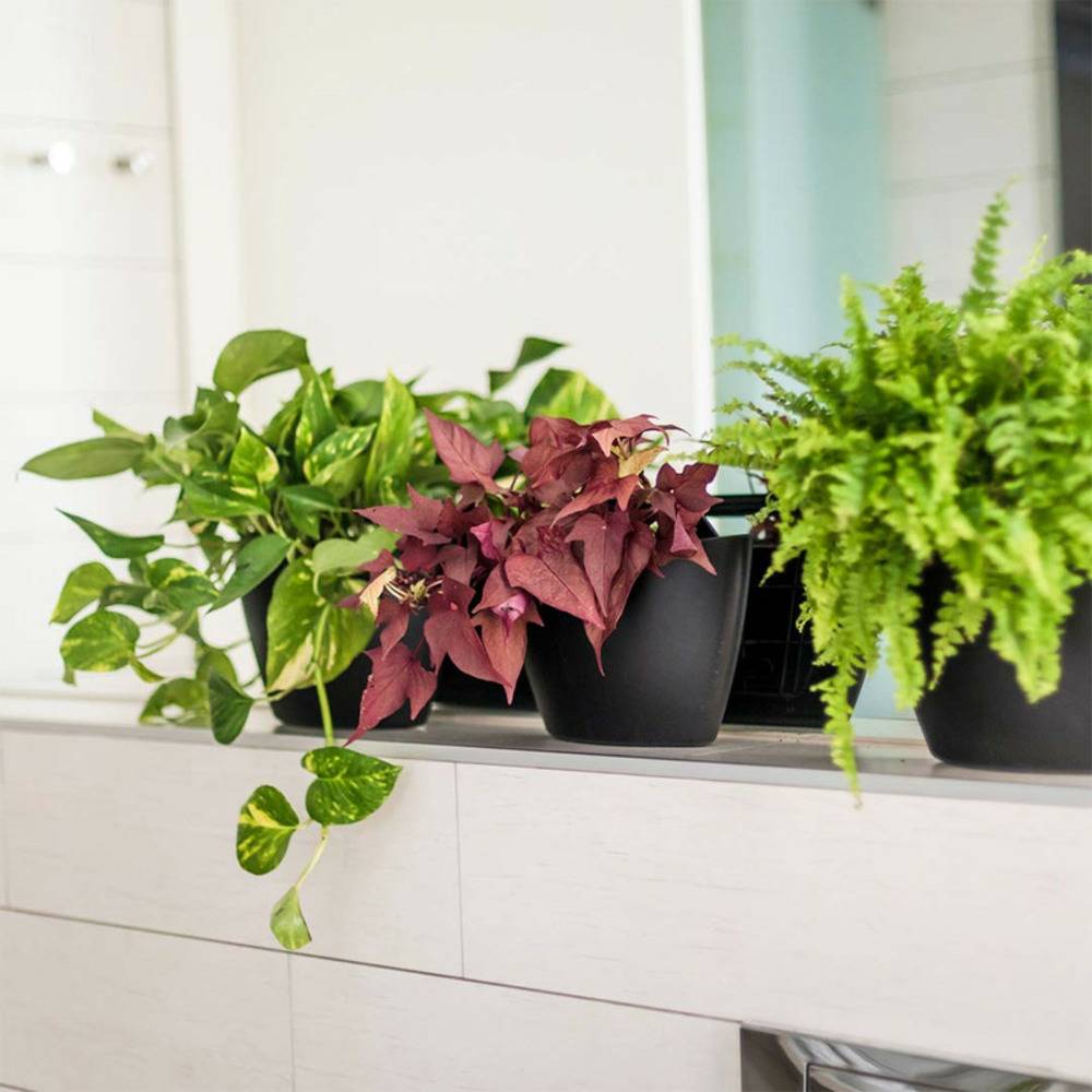 Pack de 3 pots muraux CitySens noirs avec arrosage automatique. - Image 5