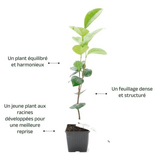 Camélia du Japon 'Margaret Davis' (Camellia japonica 'Margaret Davis') - Godet 9cm - Pépinières Naudet - Image 3