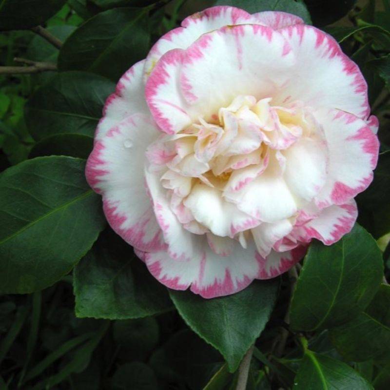 Camélia du Japon 'Margaret Davis' (Camellia japonica 'Margaret Davis') - Godet 9cm - Pépinières Naudet - Image 1