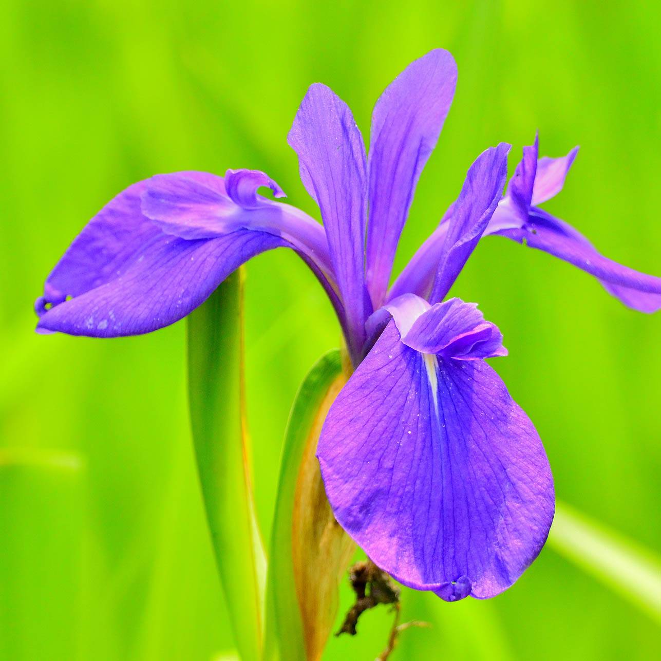 Promesse de Fleurs - Iris laevigata - Iris d'eau japonais Godet de 8/9 cm