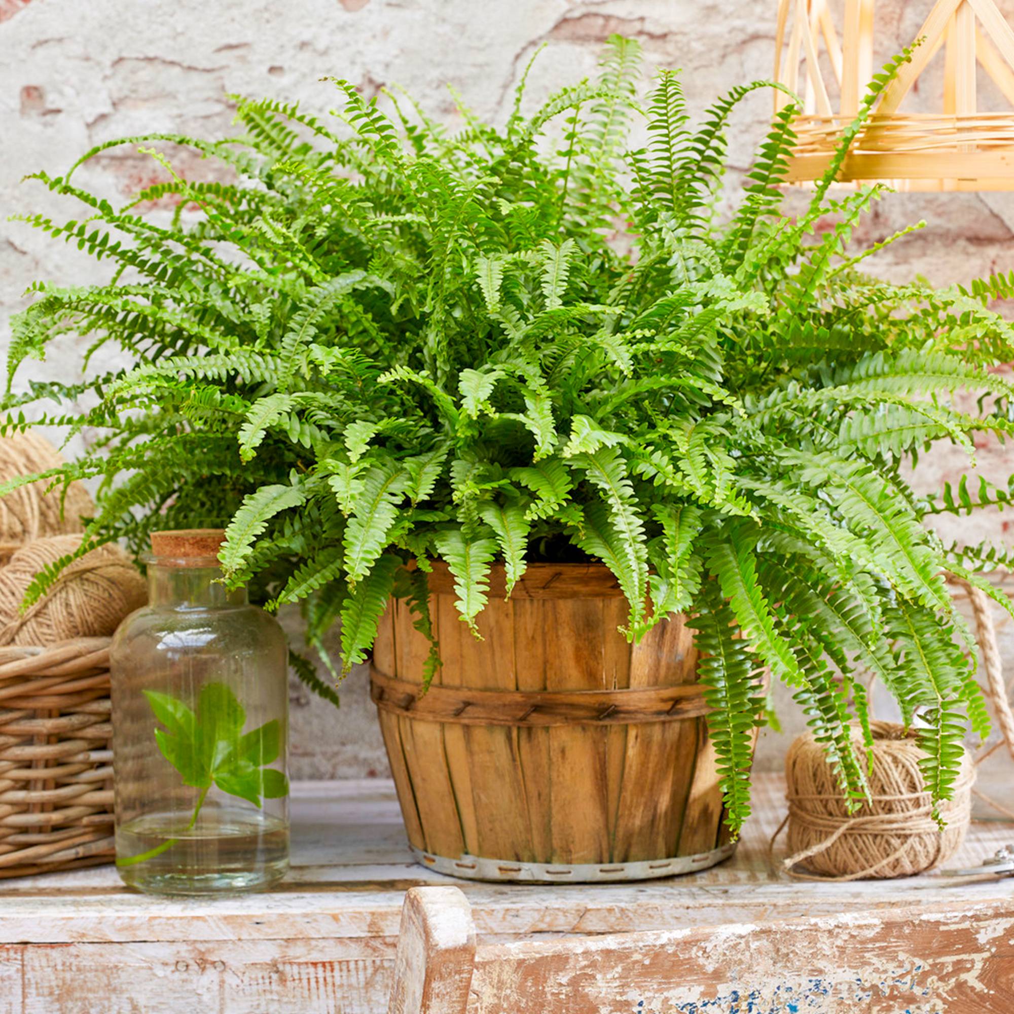 Gardenersdream - Fougère De Boston Nephrolepis En Pot De 25 À 35 Cm - Plante À Feuillage Persistant - Maison Ou Bureau - GardenersDream - Image 1