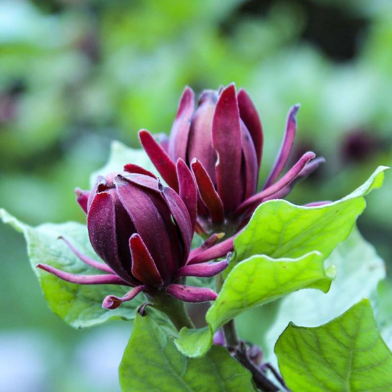 Arbre aux anémones, Calycanthus à fleurs Rouge - feuillage Caduc - Pot de 3L - 40/60 cm-  hauteur à maturité De 2,50 m à 3,00 m - Image 2