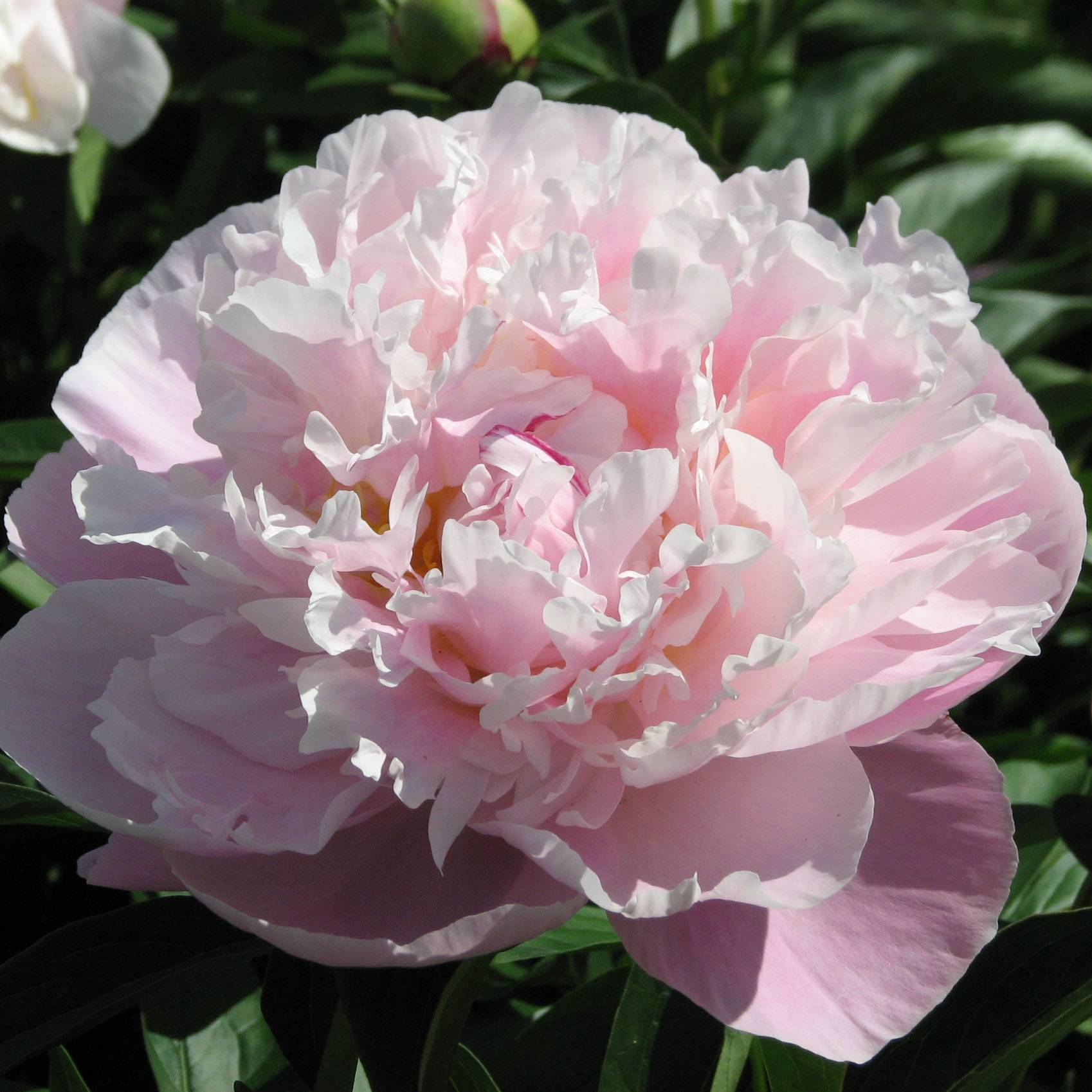 Pivoine lactiflora Lady Alexandra Duff Pot de 3L/4L - Gamm vert