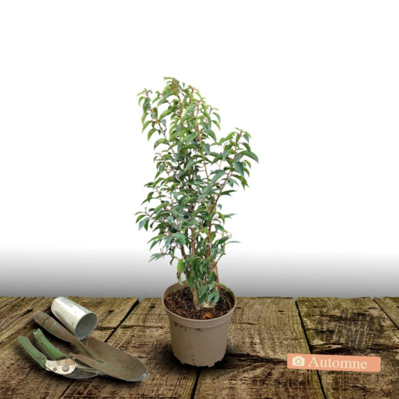 Laurier du Portugal Angustifolia, Prunus lusitanica à fleurs Blanche - feuillage Persistant - Pot de 3L - 40/60 cm-  hauteur à maturité De 3,00 m à 5, - Image 2