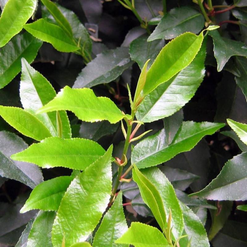Laurier du Portugal Angustifolia, Prunus lusitanica à fleurs Blanche - feuillage Persistant - Pot de 3L - 40/60 cm- hauteur à maturité De 3,00 m à 5, - Image 1
