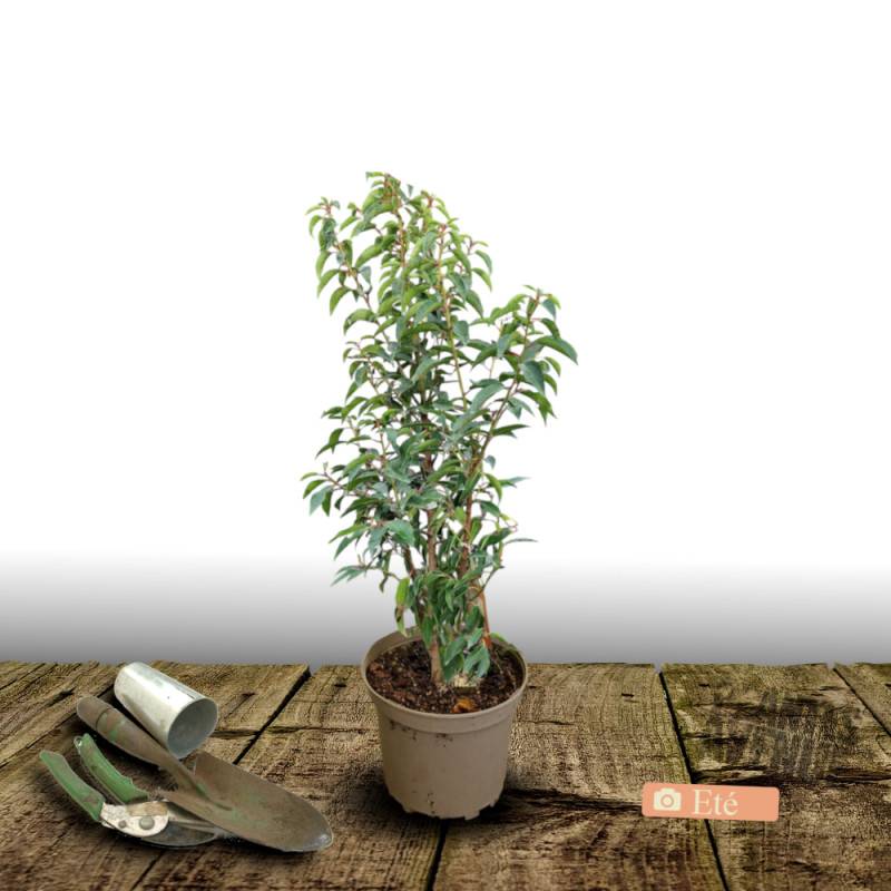 Laurier du Portugal Angustifolia, Prunus lusitanica à fleurs Blanche - feuillage Persistant - Pot de 3L - 40/60 cm-  hauteur à maturité De 3,00 m à 5, - Image 3